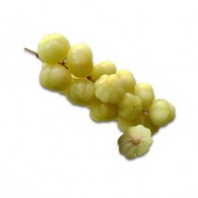STAR GOOSEBERRY ( NARA KOLI )