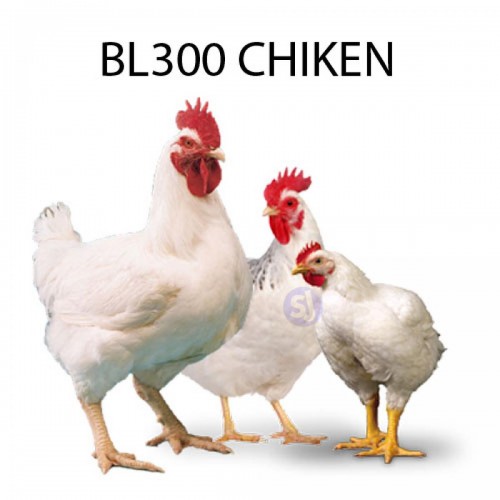 BL300 CHICKEN - 1 KG
