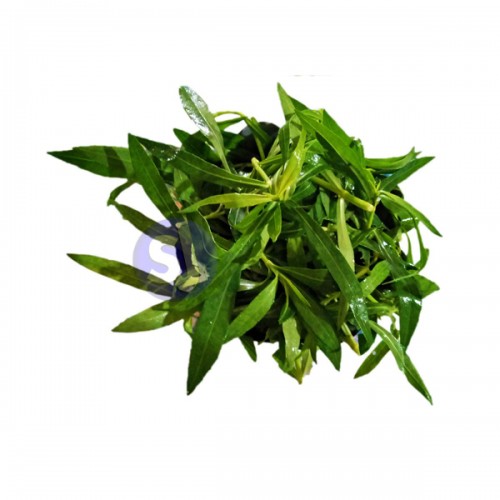 ALTERNANTHERA (MADARANGA SAGA) - 1 Bunch (100gm to 300gm)